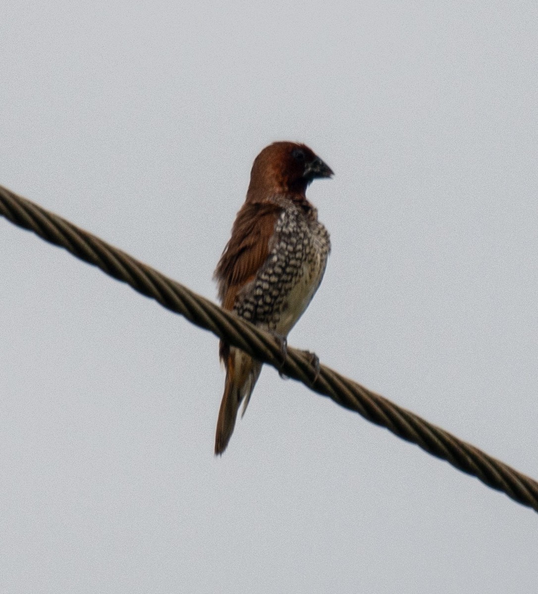 Scaly-breasted Munia - ML642114383