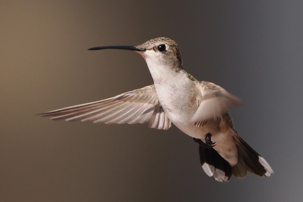 Colibrí Gorjinegro - ML642114394