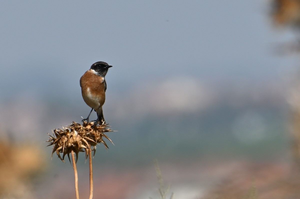 European Stonechat - ML642114405