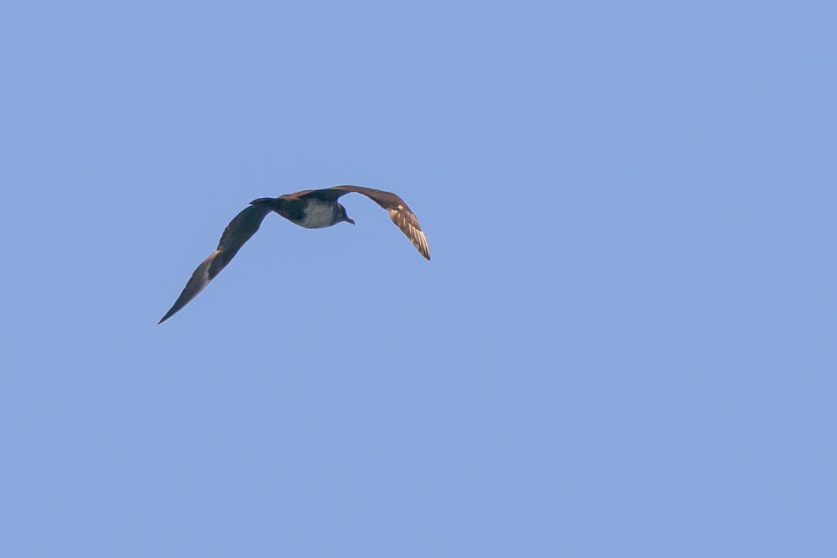 Parasitic Jaeger - ML642114411