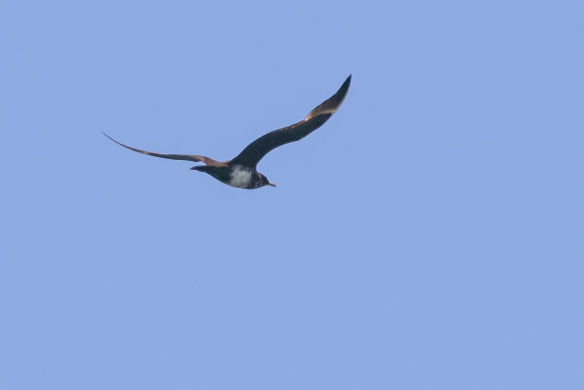 Parasitic Jaeger - ML642114412