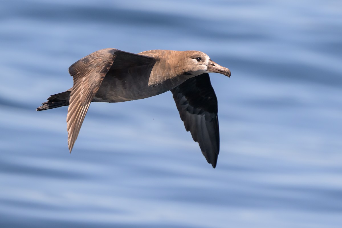 Black-footed Albatross - ML642114415