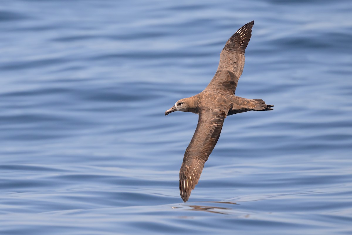 Black-footed Albatross - ML642114416