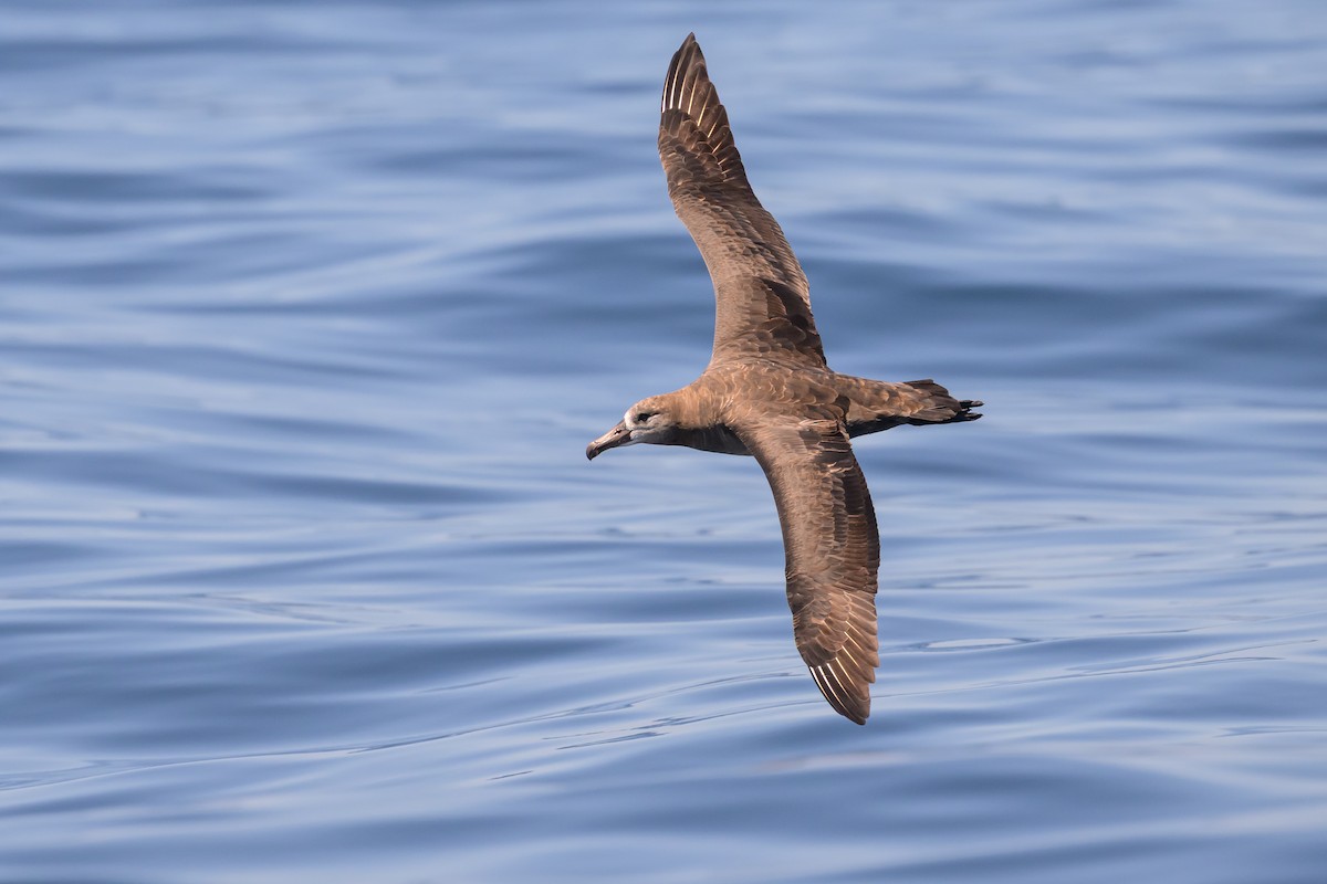 Black-footed Albatross - ML642114417
