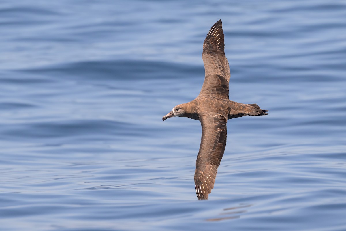 Black-footed Albatross - ML642114418