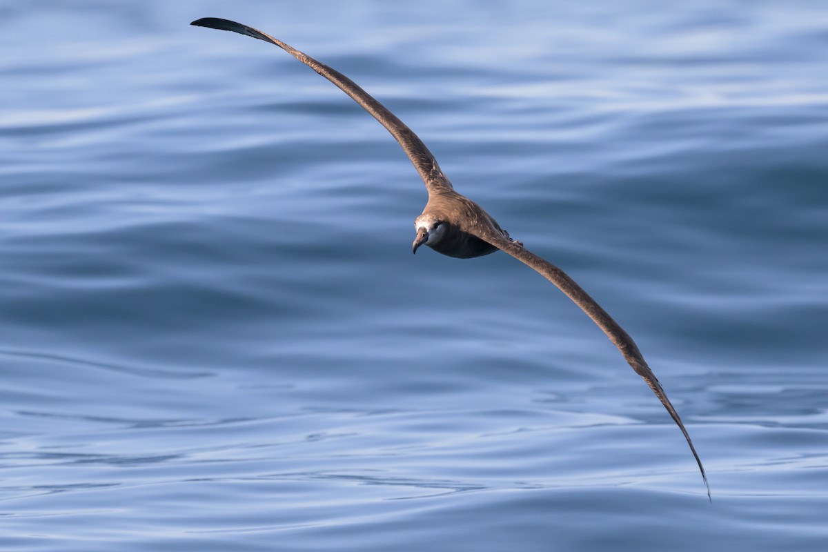 Black-footed Albatross - ML642114420