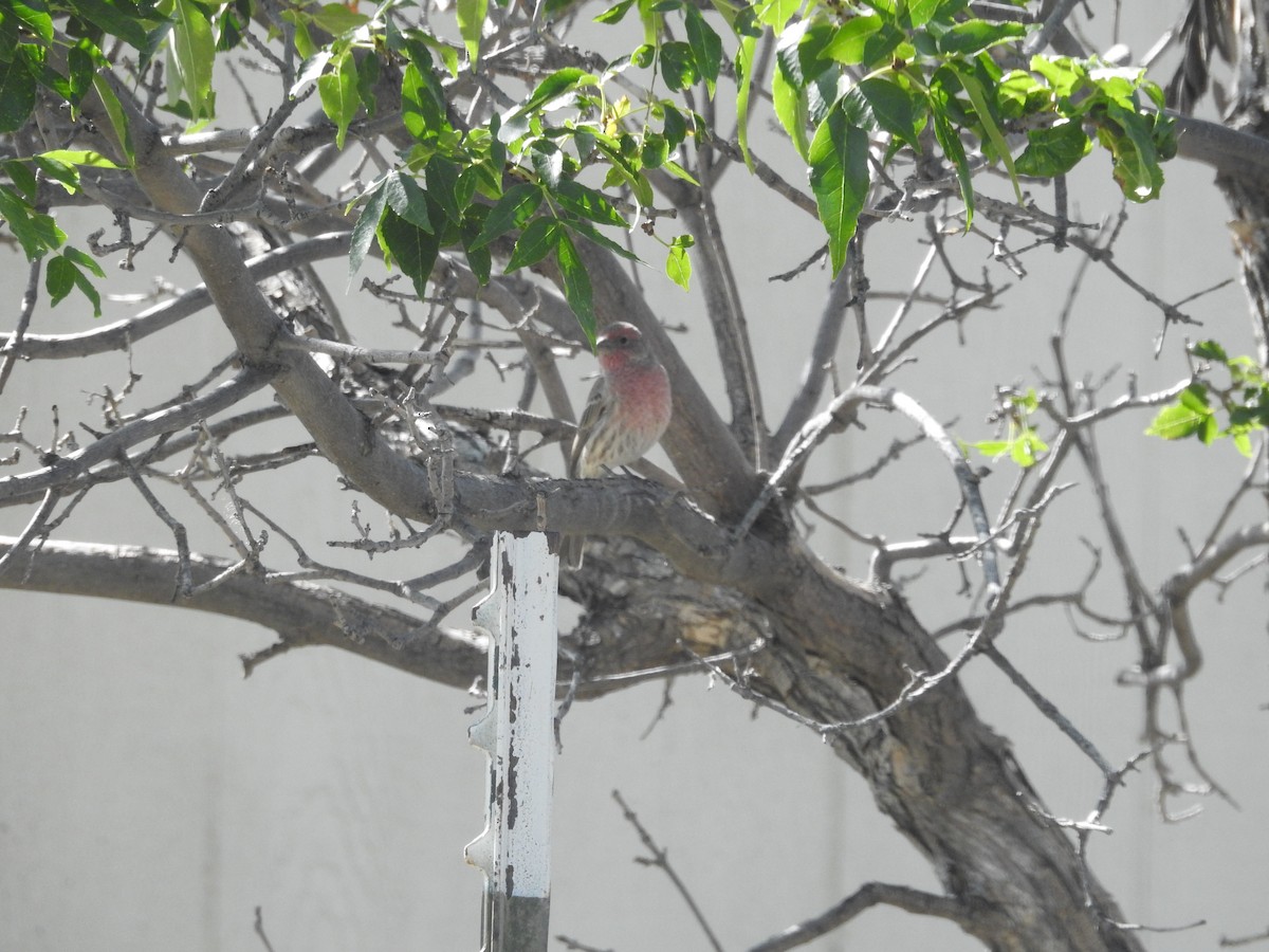 House Finch - ML642114427