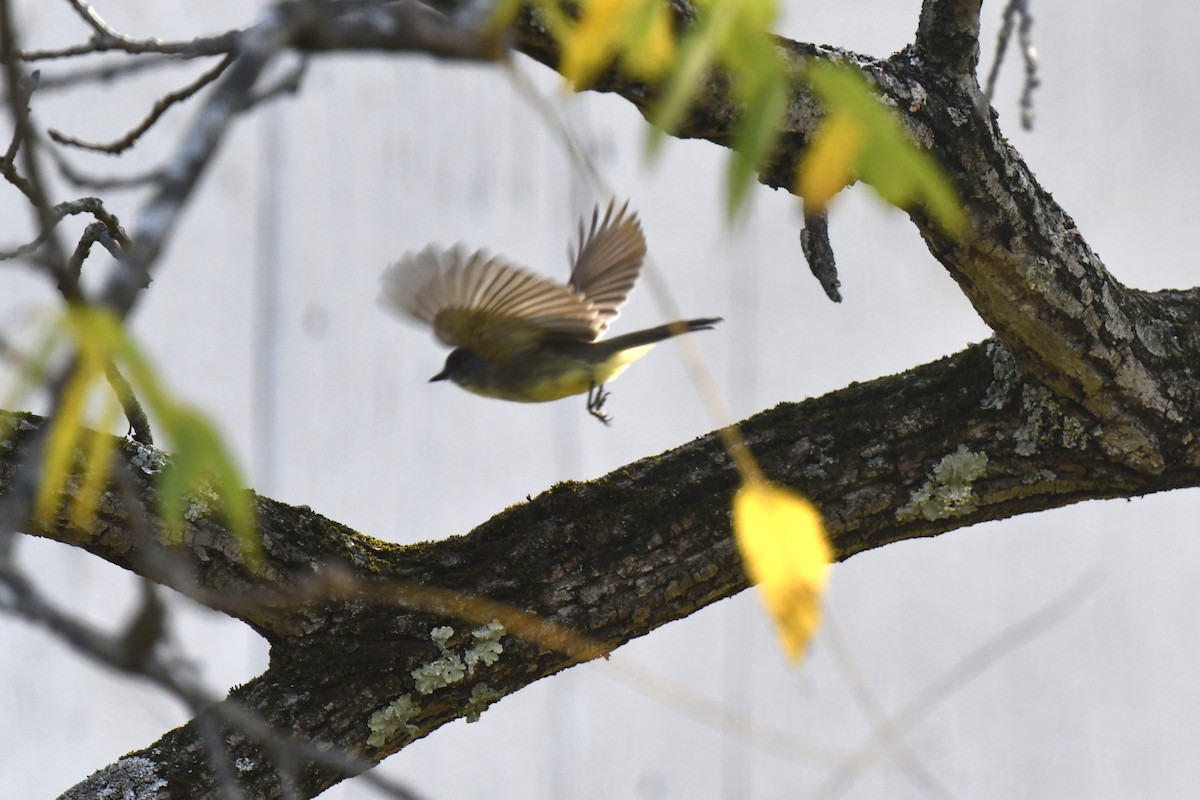 Eastern Phoebe - ML642114446