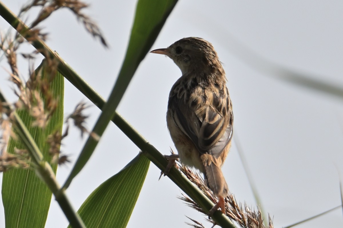 Zitting Cisticola - ML642114457