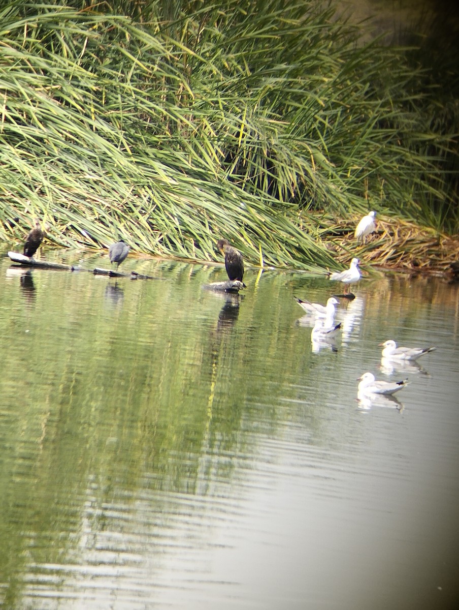 Neotropic Cormorant - ML642114460