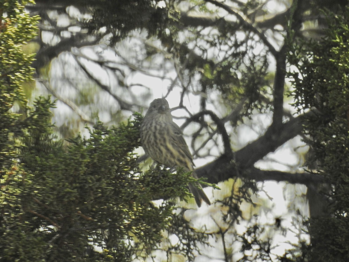 House Finch - ML642114463