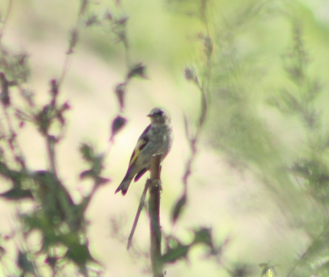 Western Yellow Wagtail - ML642114466