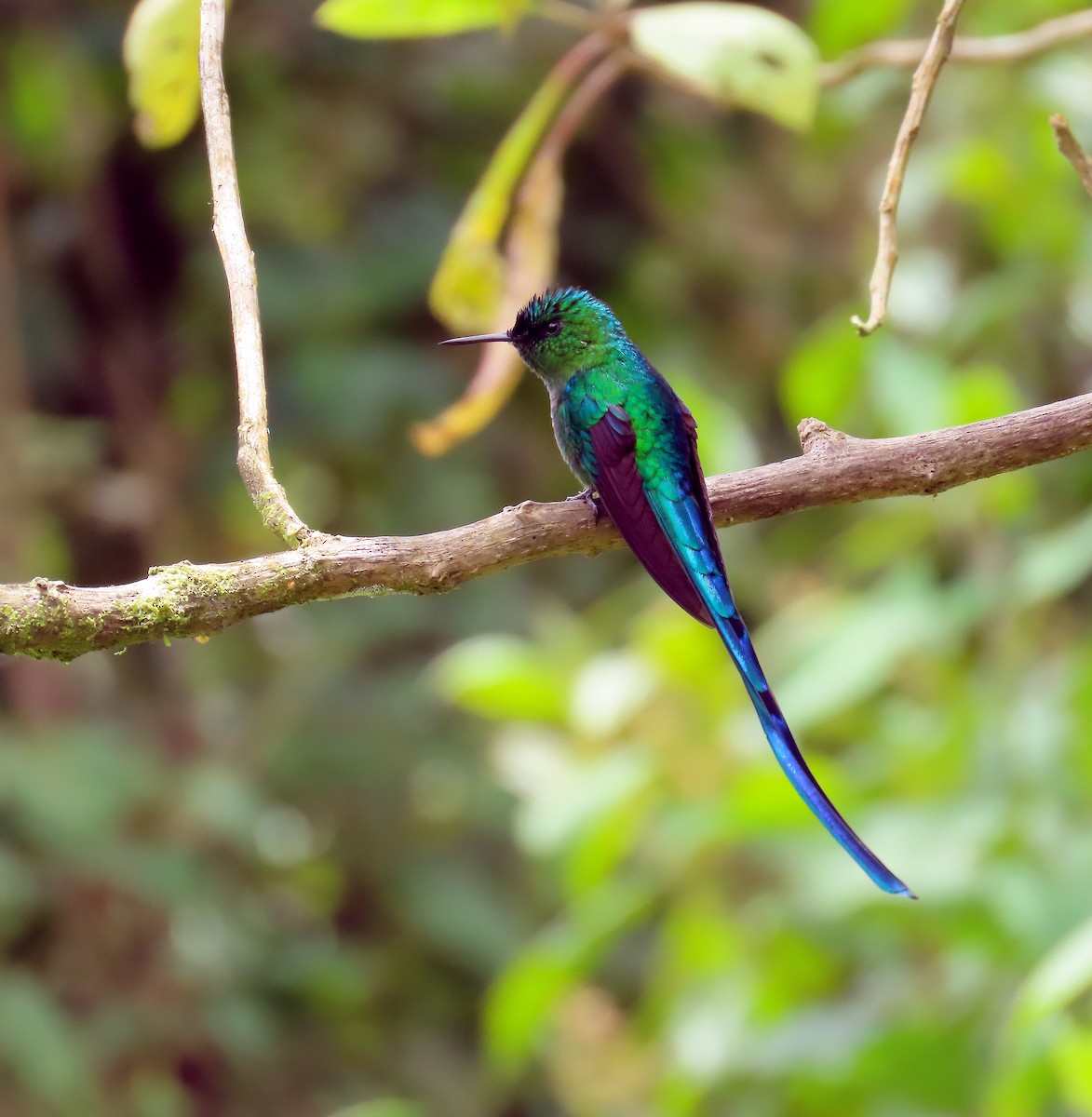 Long-tailed Sylph - ML642114473