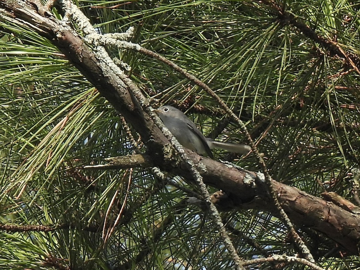 Blue-gray Gnatcatcher - ML642114475
