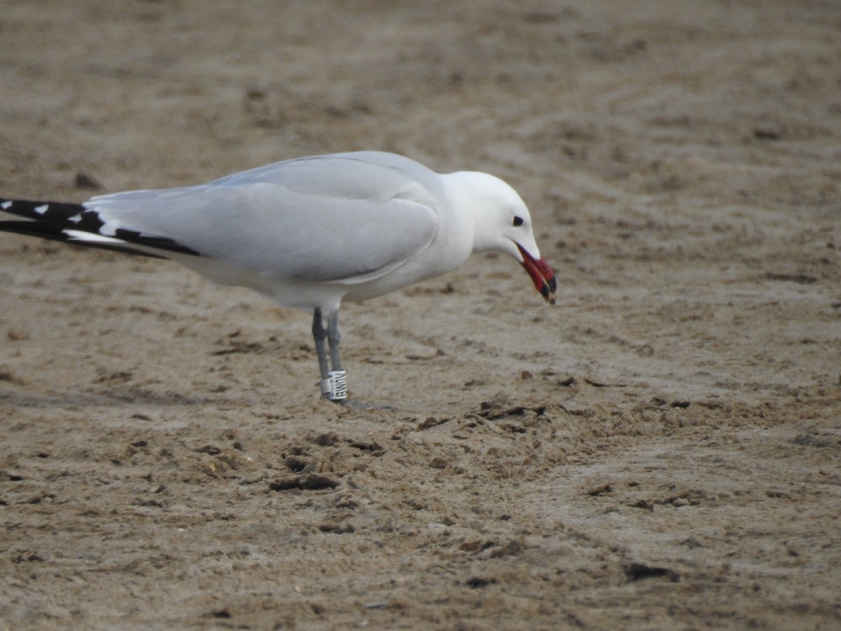 Audouin's Gull - ML642114477