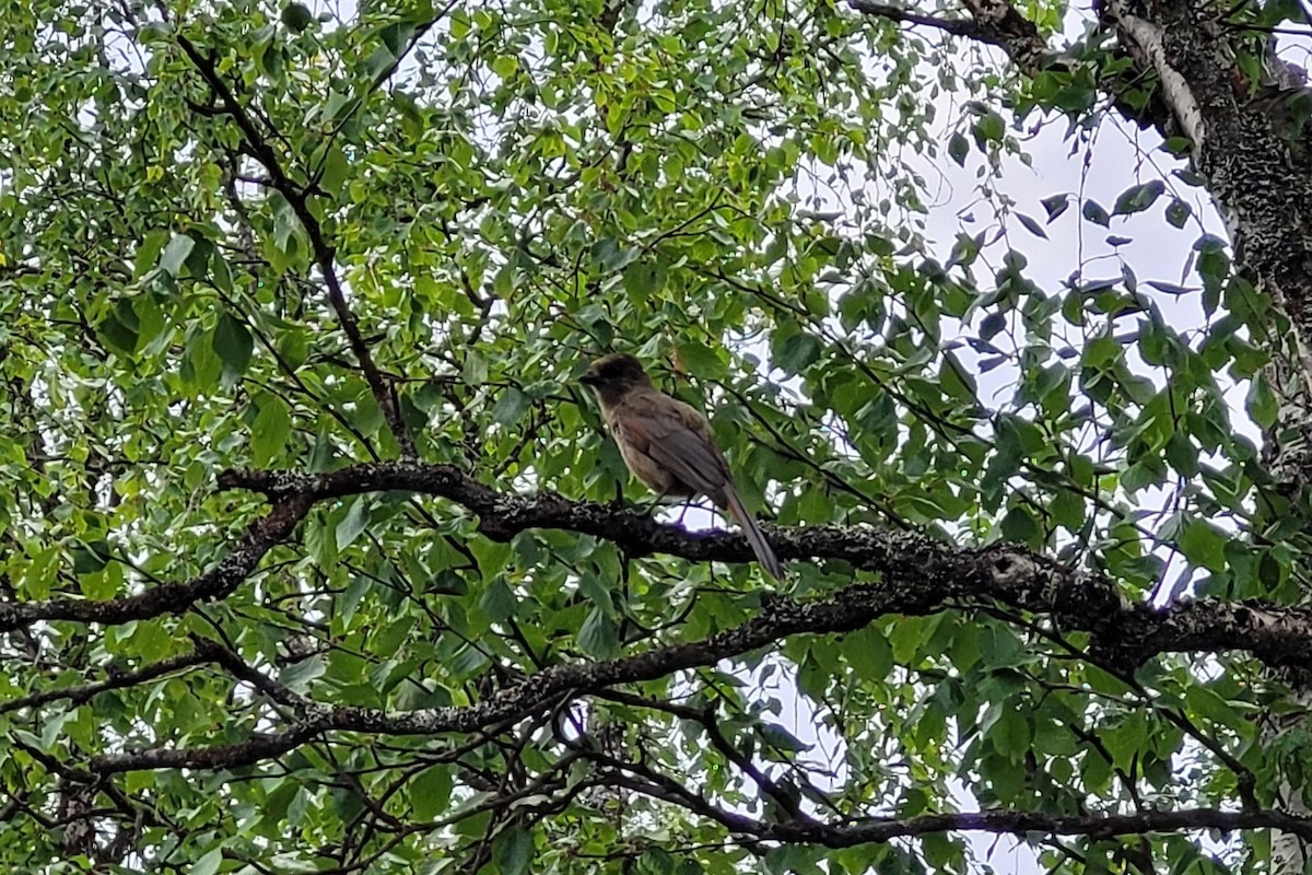 Siberian Jay - ML642114519
