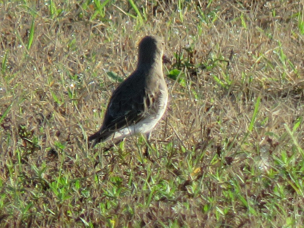 bonapartesnipe - ML642114522