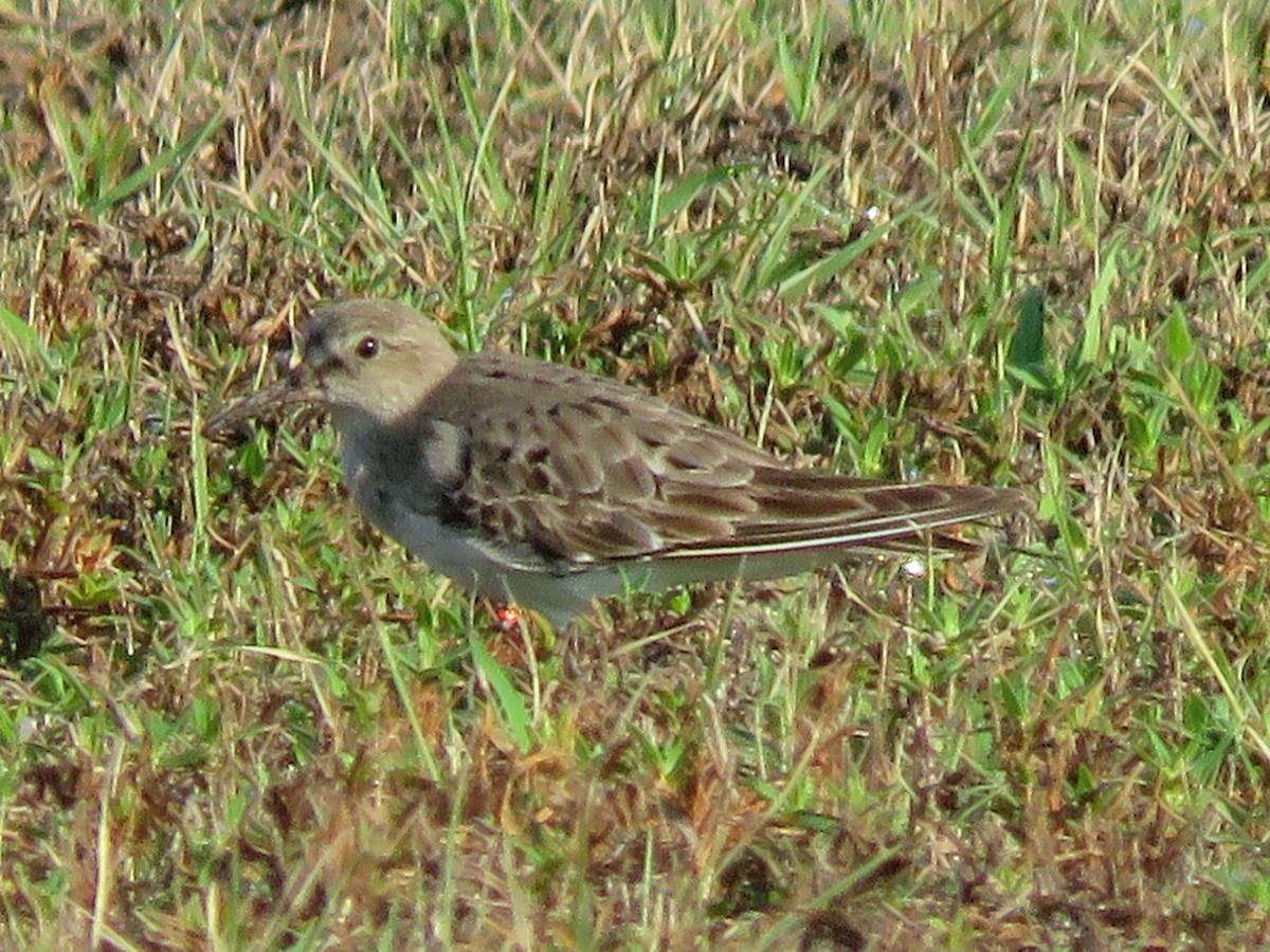 bonapartesnipe - ML642114523