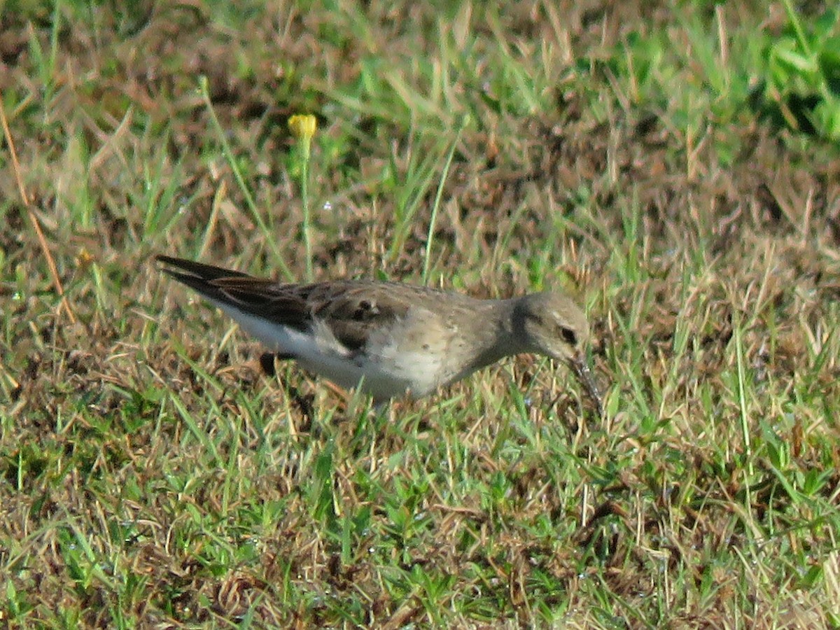 bonapartesnipe - ML642114526