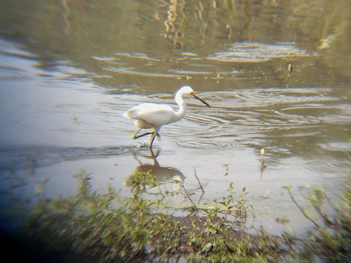 Snowy Egret - ML642114533