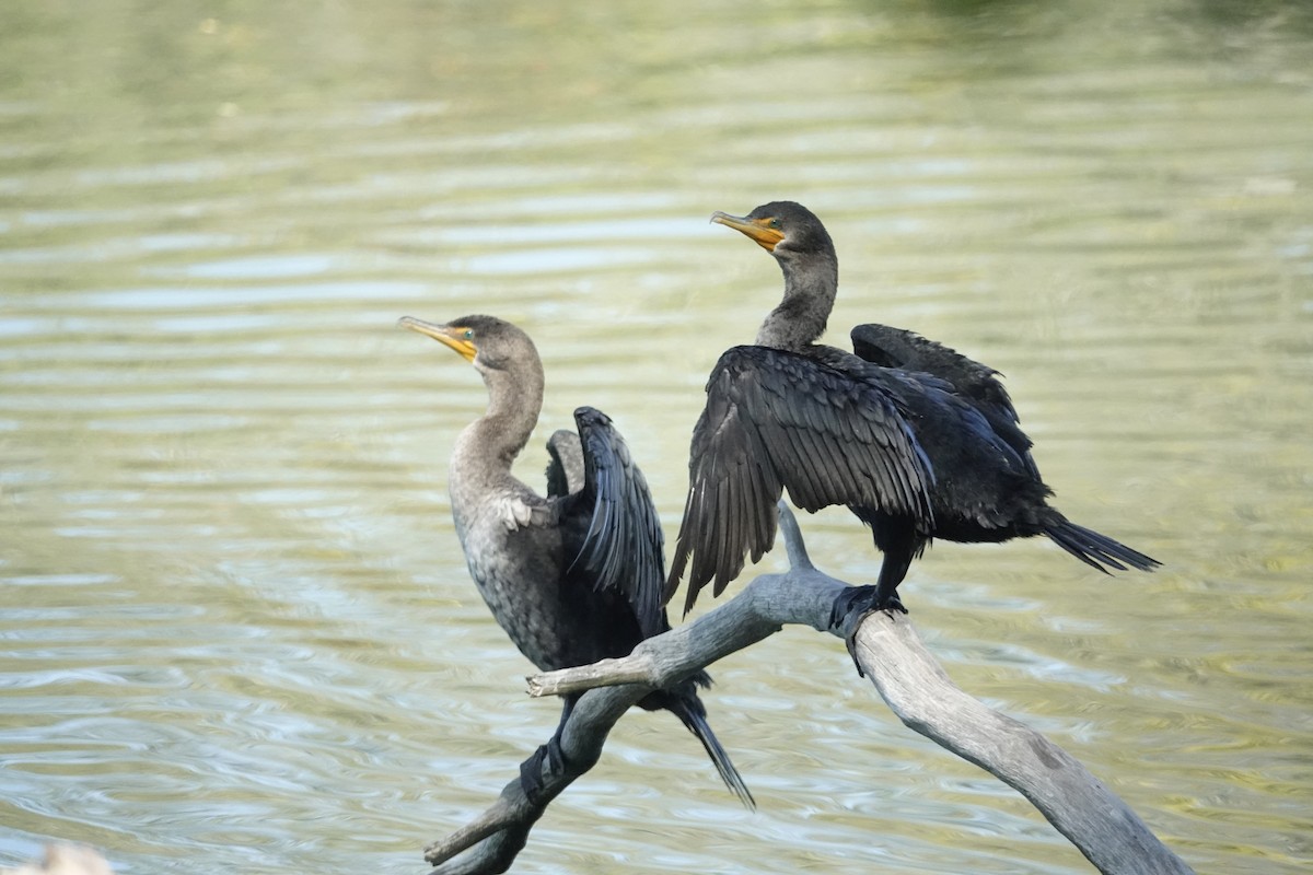 Double-crested Cormorant - ML642114534