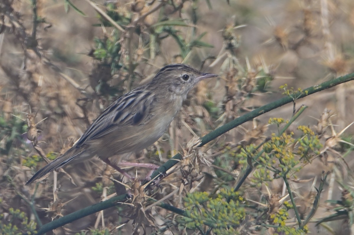 Zitting Cisticola - ML642114536