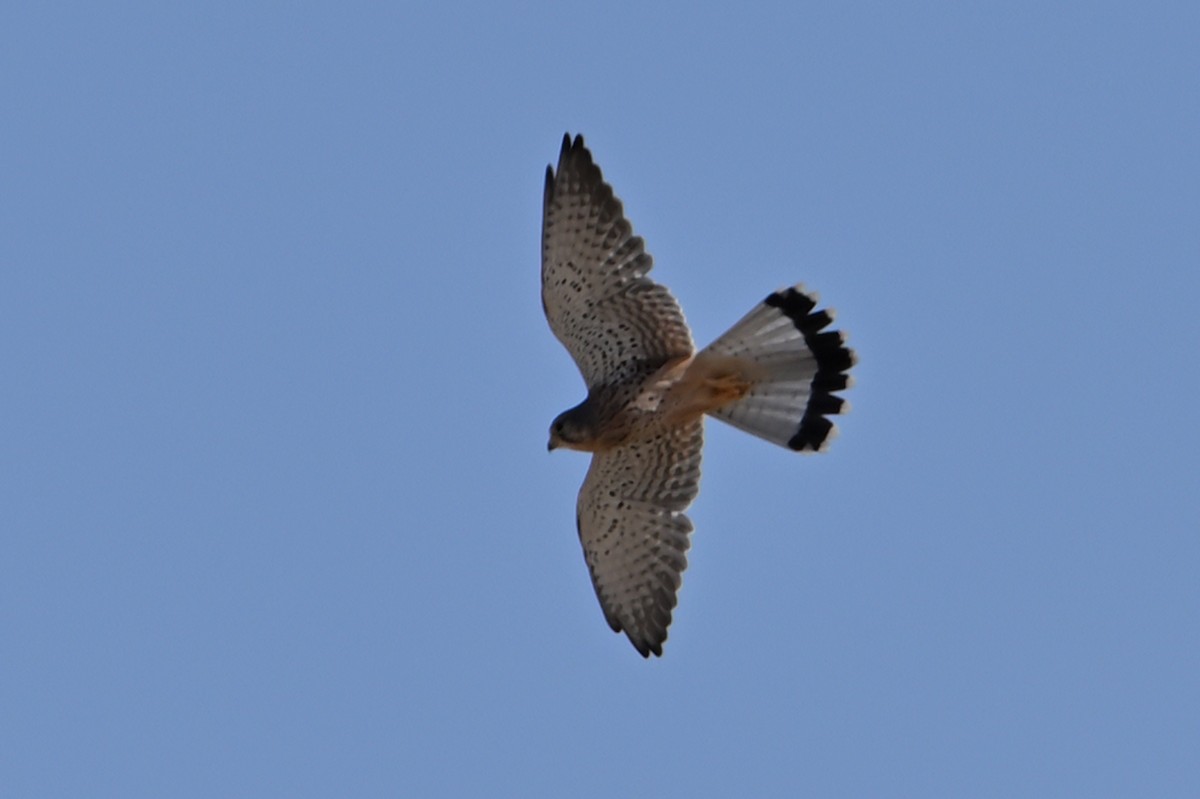 Eurasian Kestrel - ML642114572