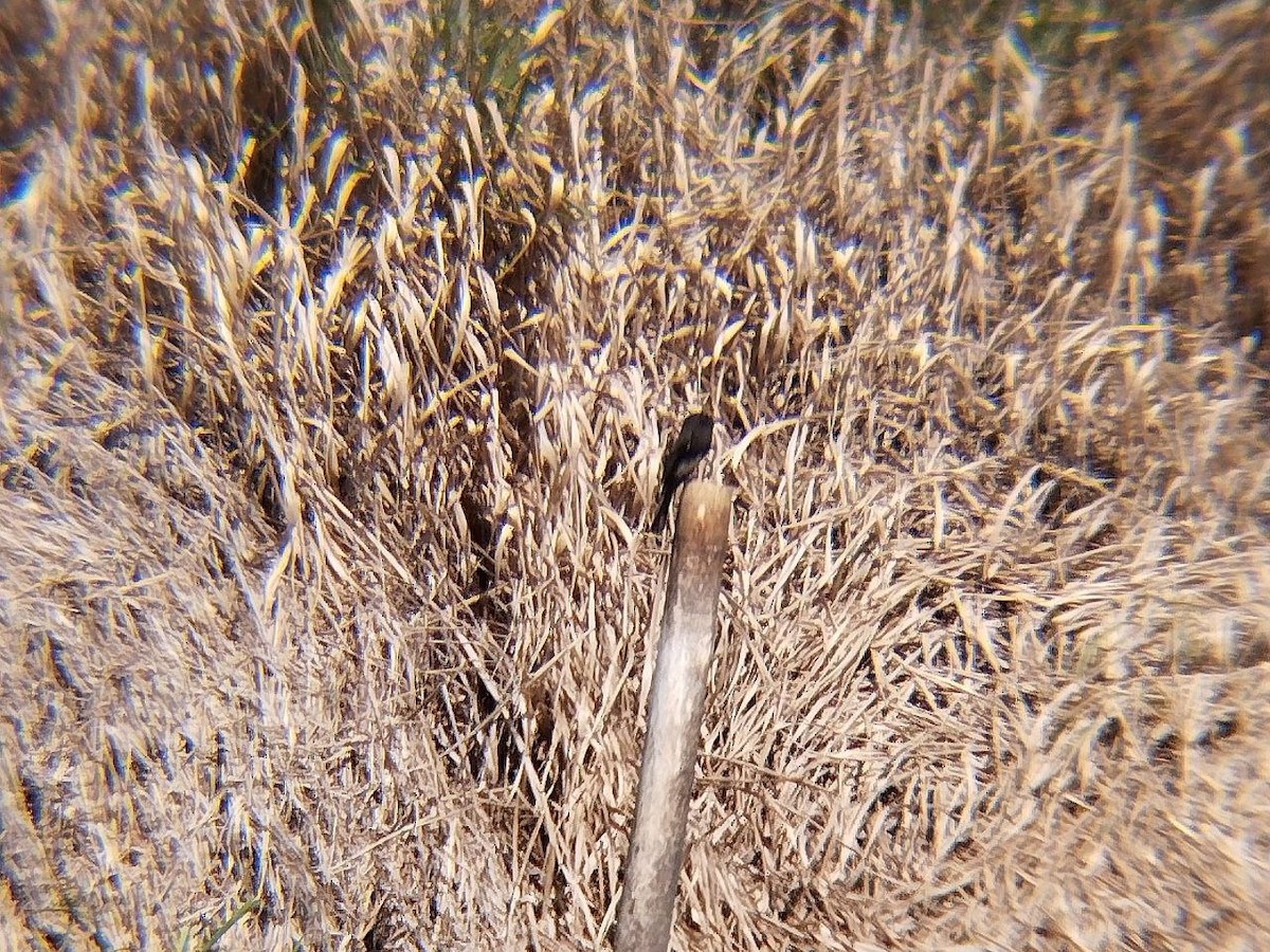 Black Phoebe - ML642114581