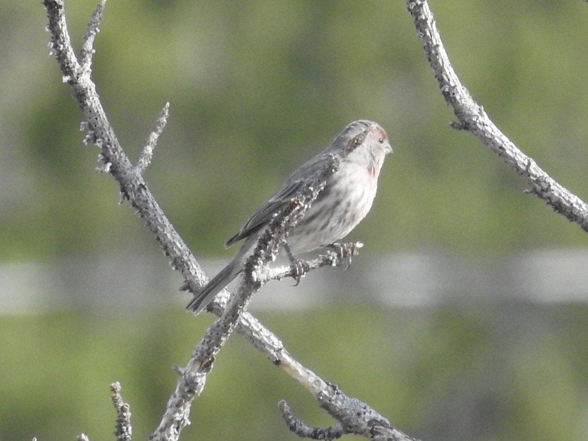House Finch - ML642114609