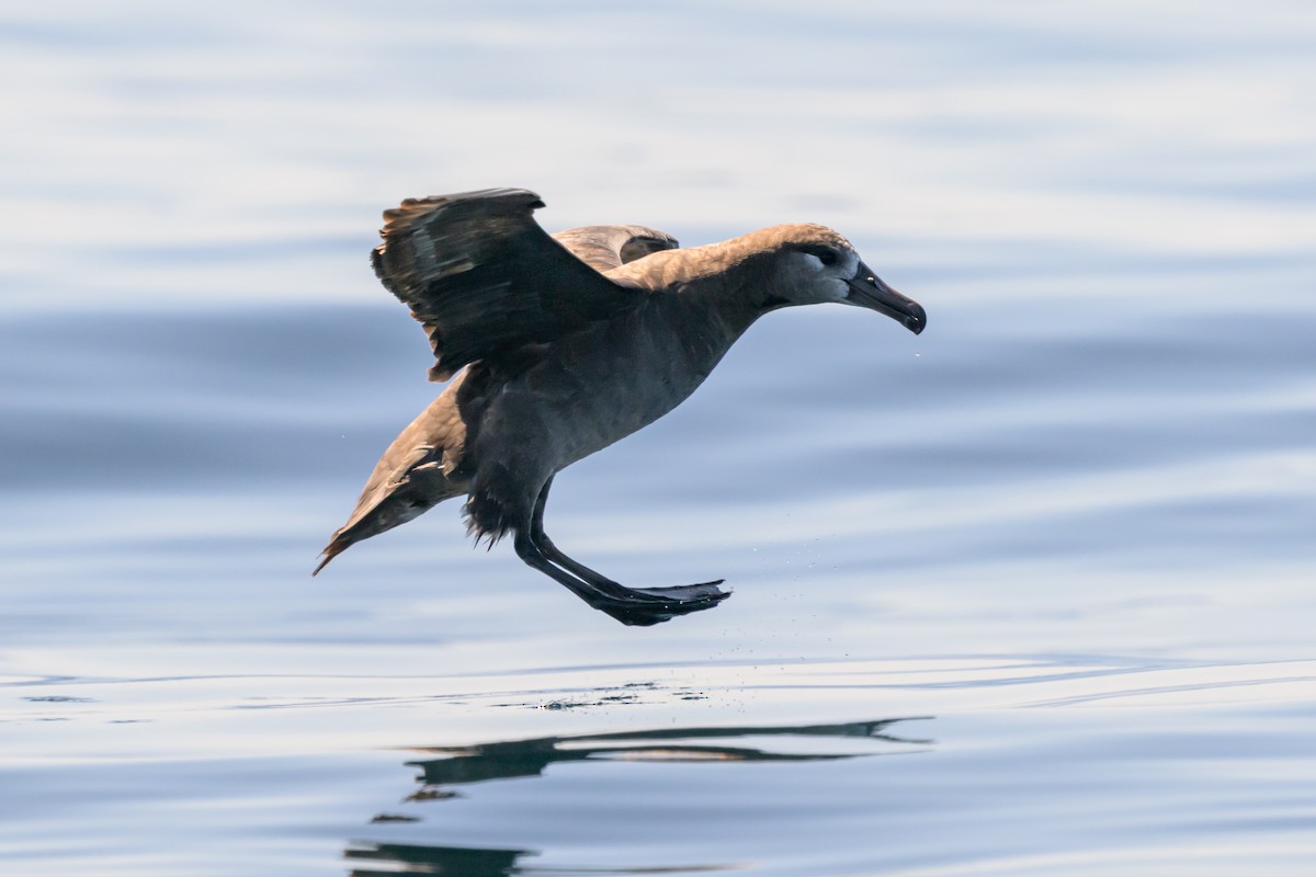 Black-footed Albatross - ML642114612