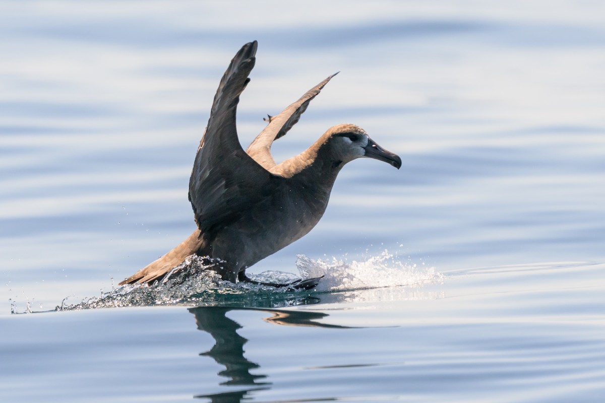 Black-footed Albatross - ML642114613