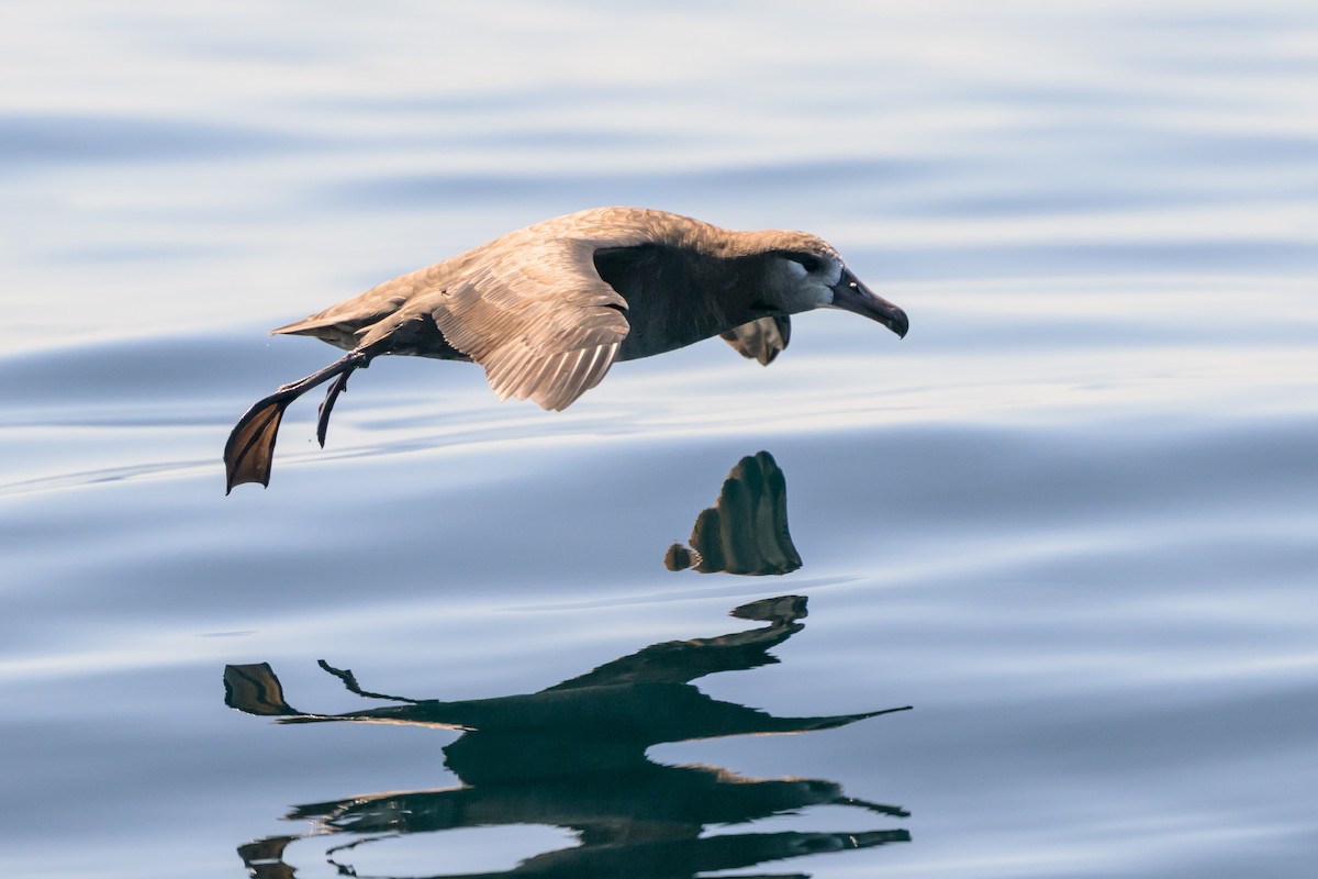 Black-footed Albatross - ML642114614