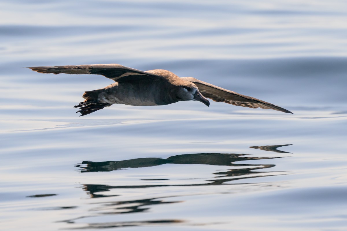 Black-footed Albatross - ML642114615