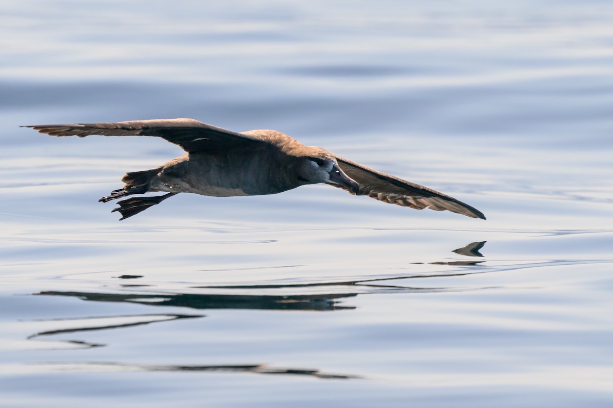 Black-footed Albatross - ML642114616