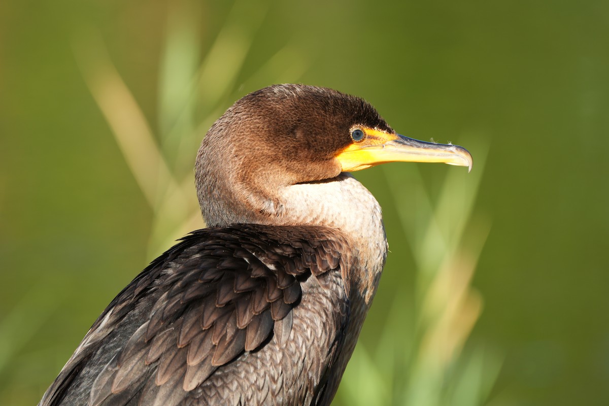 Double-crested Cormorant - ML642114632