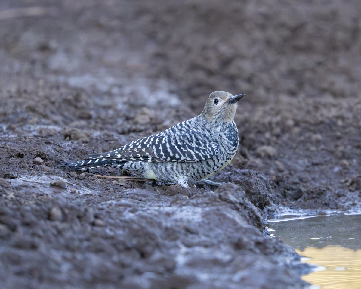 Carpintero de Gila - ML642114646
