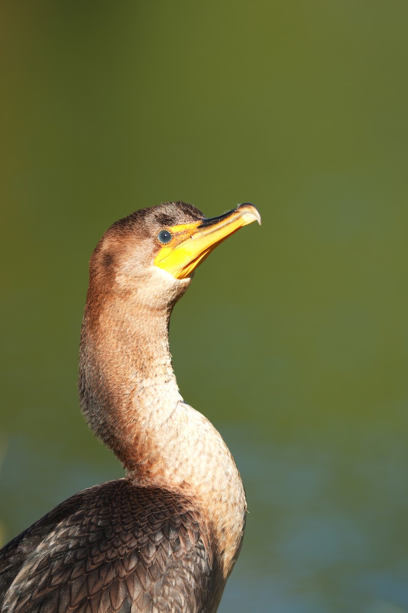 Double-crested Cormorant - ML642114651