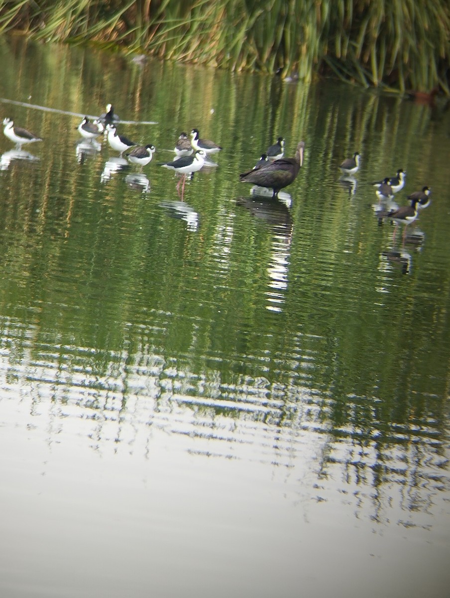 Black-necked Stilt - ML642114654