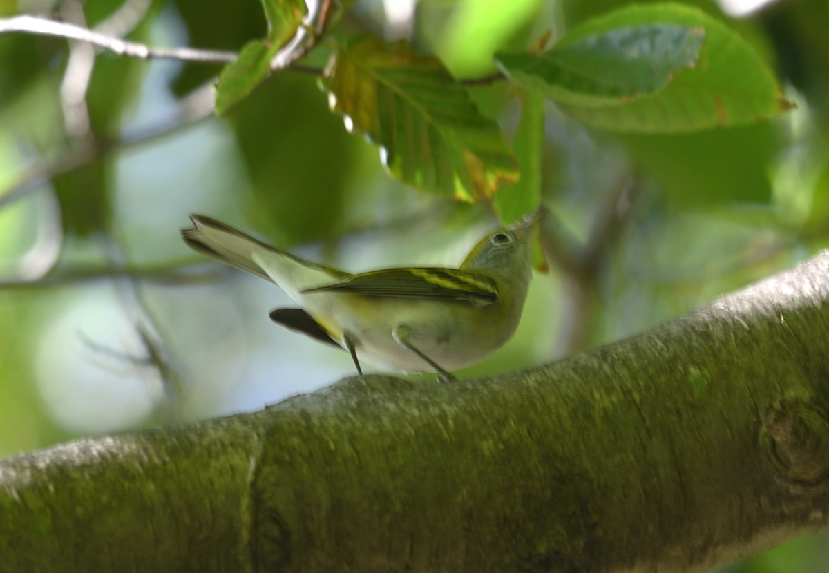 Chestnut-sided Warbler - ML642114655