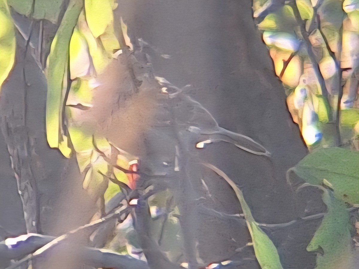 Henslow's Sparrow - ML642114659