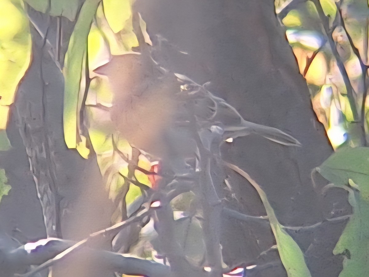Henslow's Sparrow - ML642114660