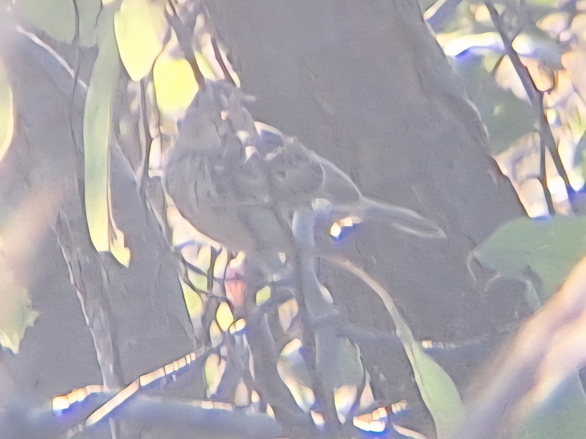 Henslow's Sparrow - ML642114661
