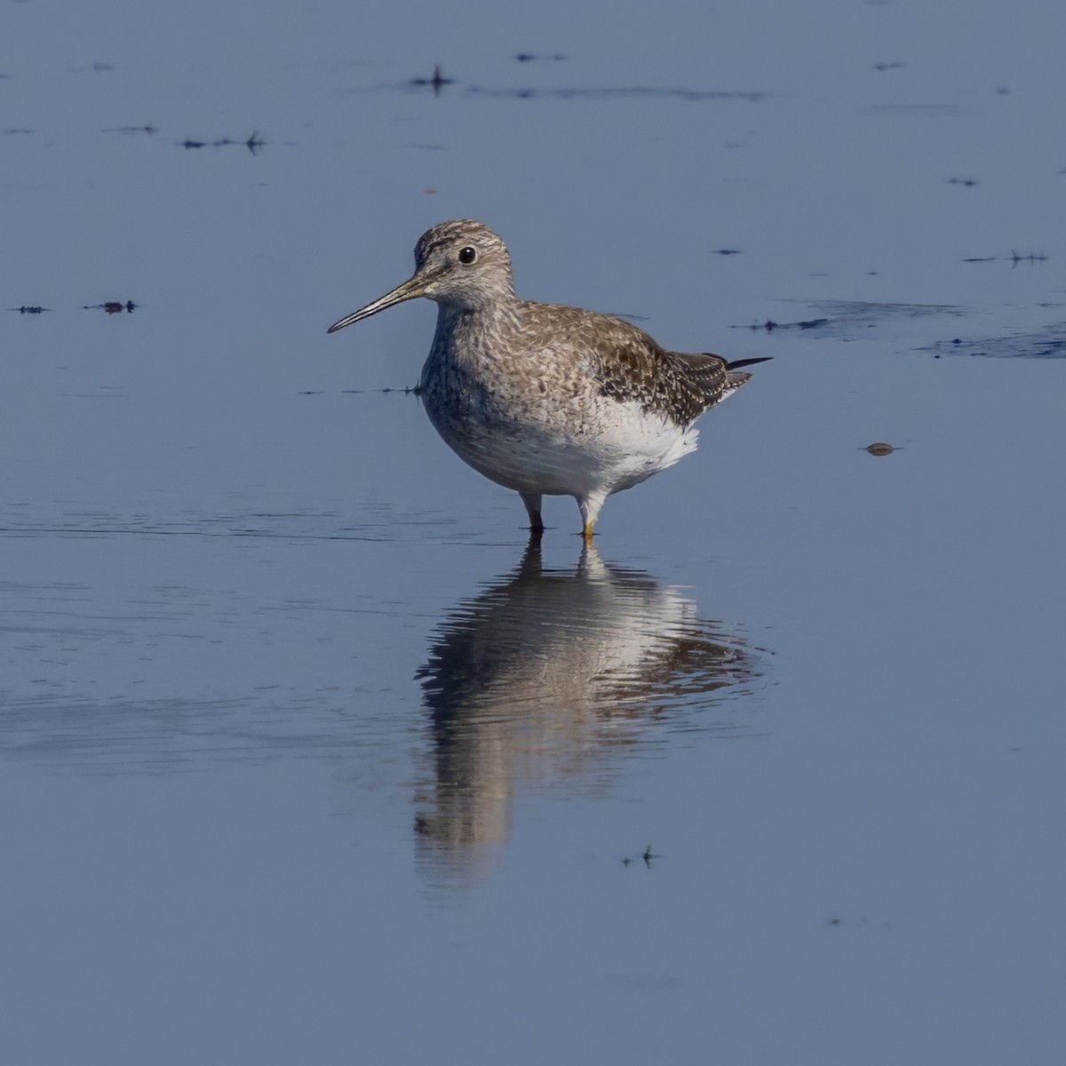 Greater Yellowlegs - ML642114662