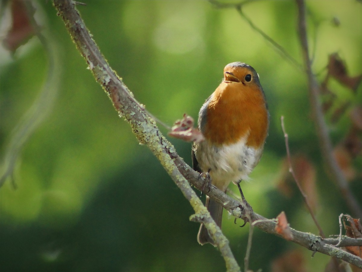 European Robin - ML642114664