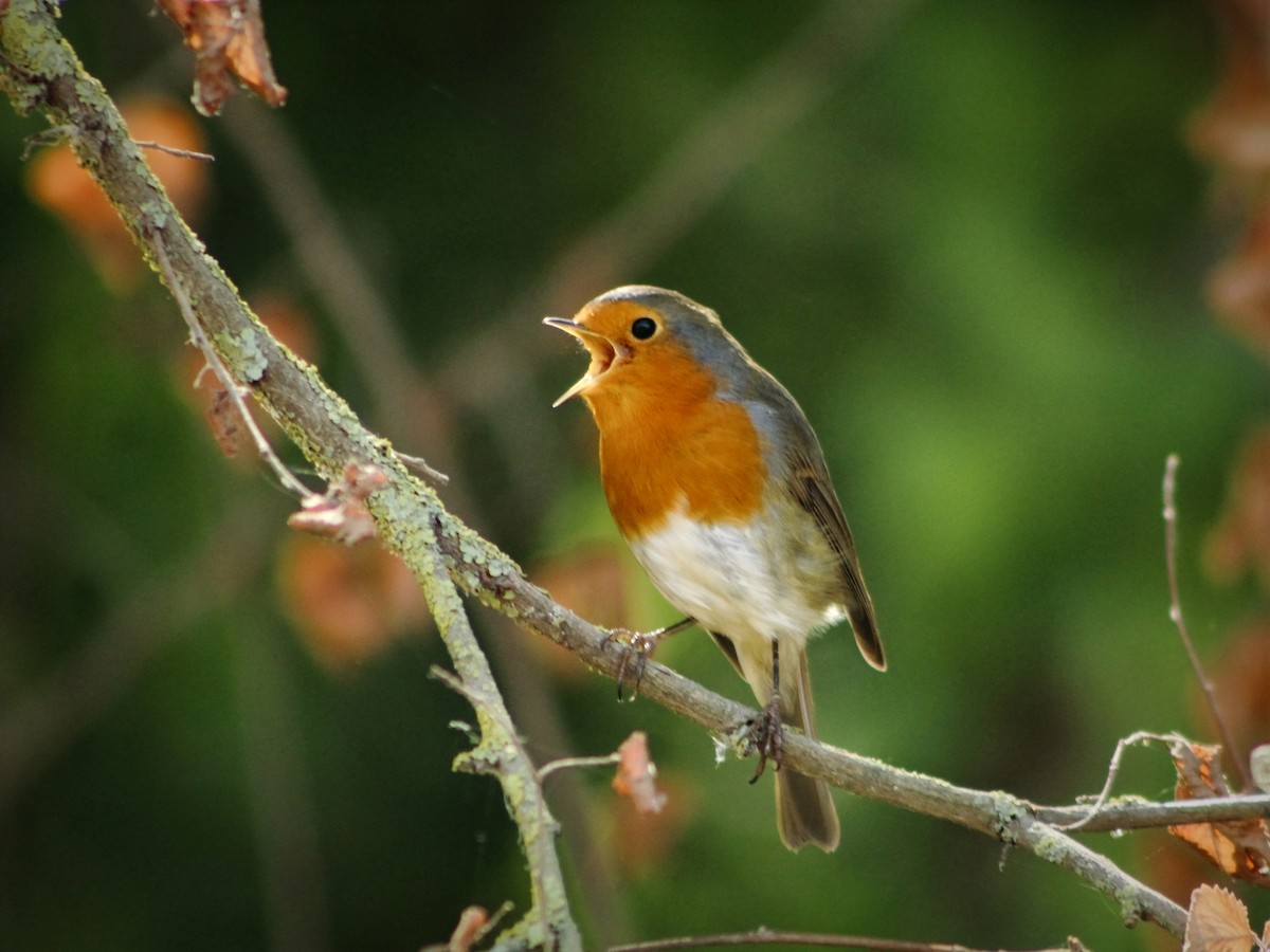 European Robin - ML642114665