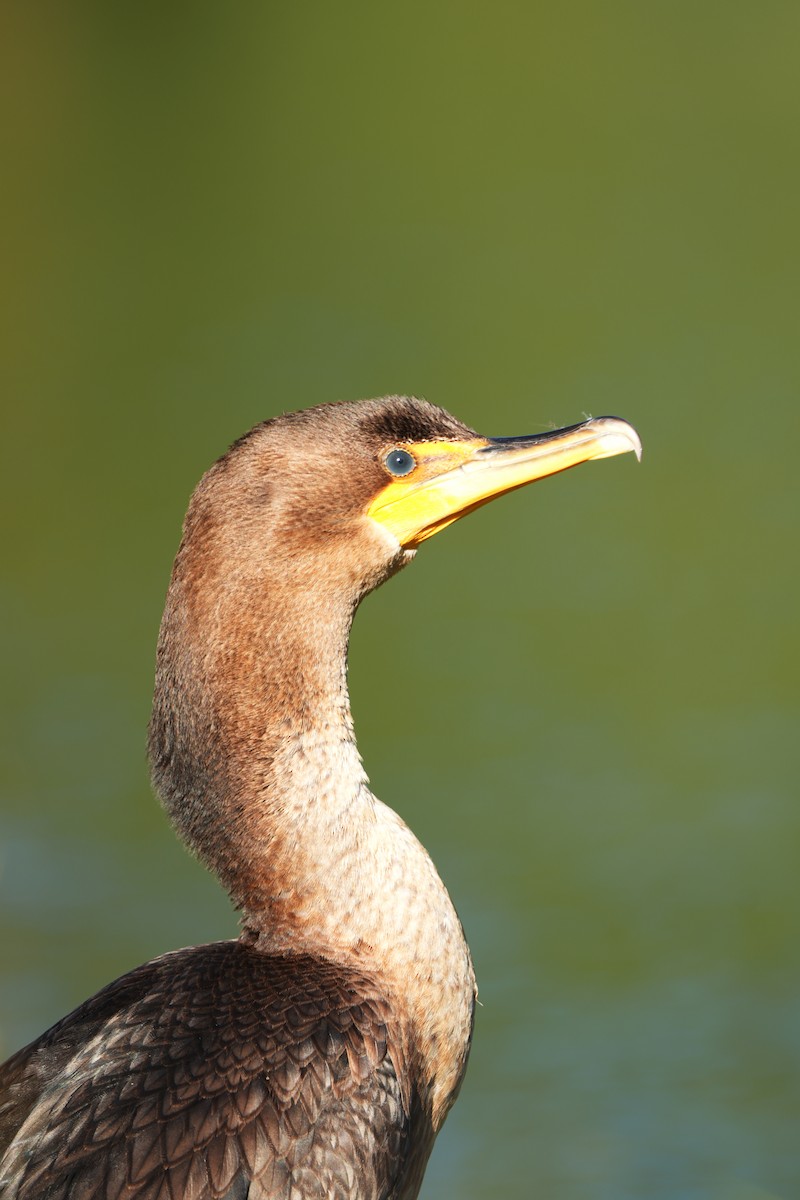 Double-crested Cormorant - ML642114668
