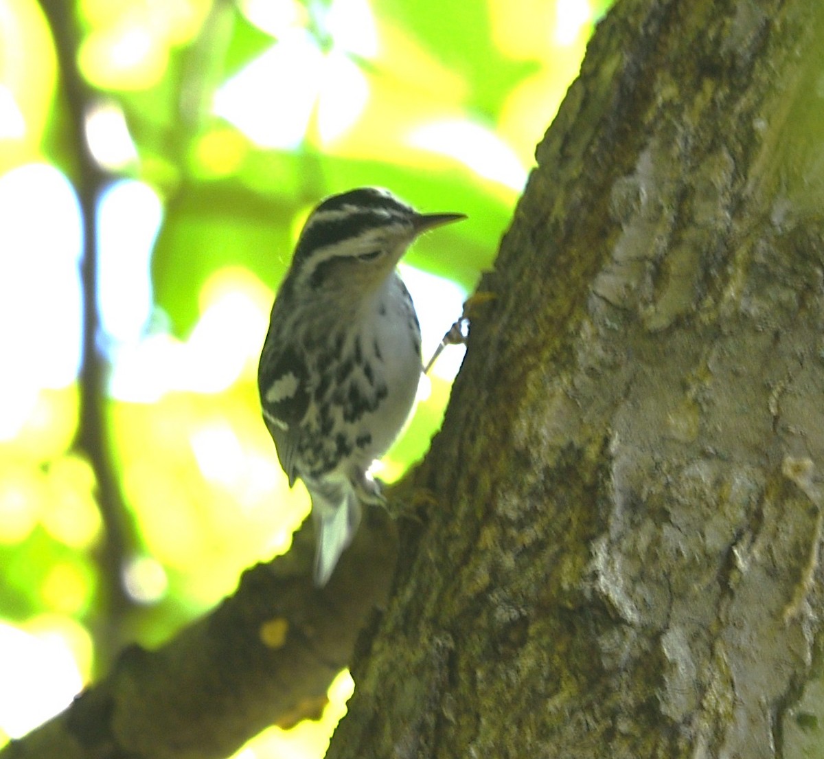 Black-and-white Warbler - ML642114693