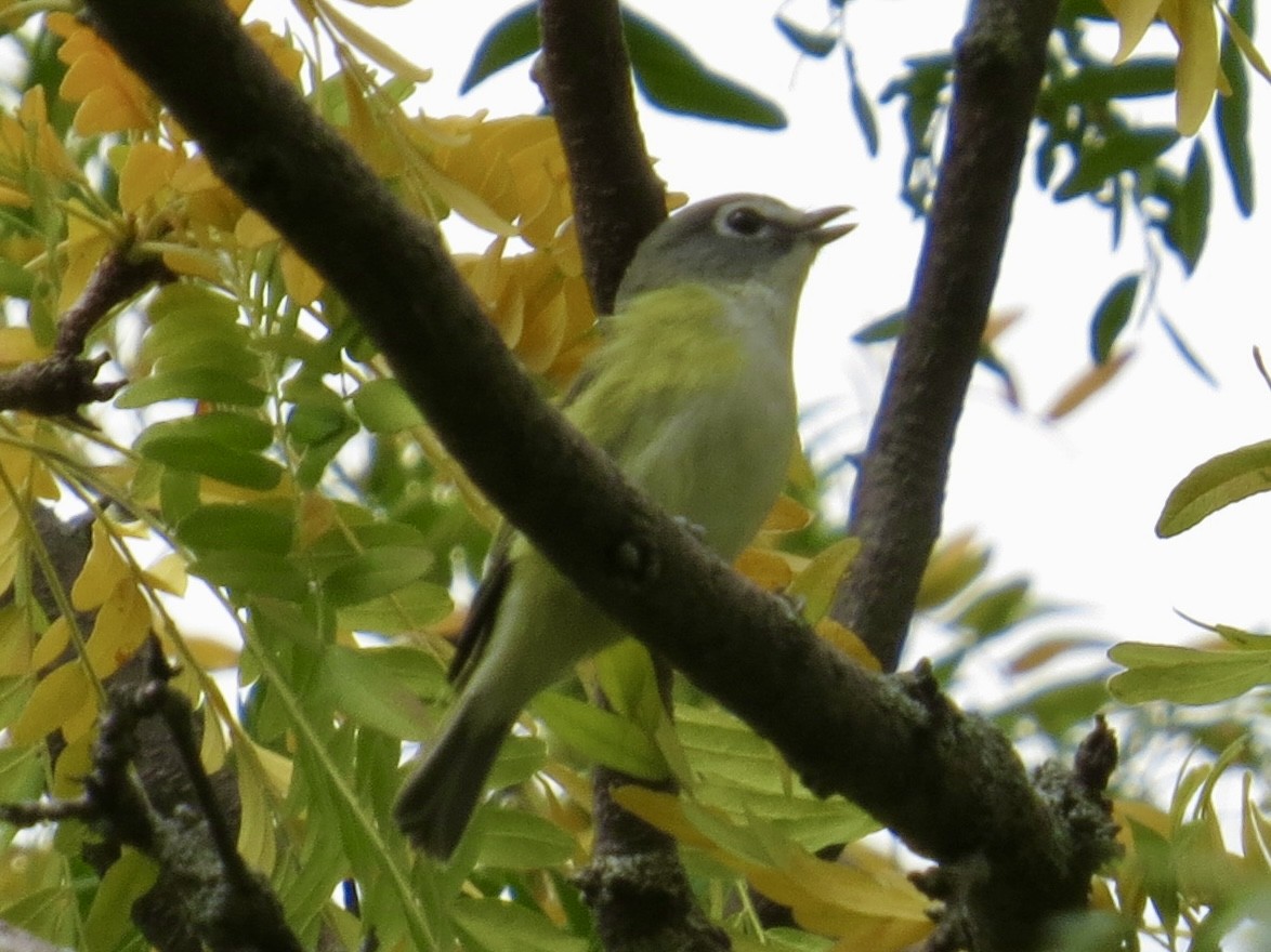 Blue-headed Vireo - ML642114694