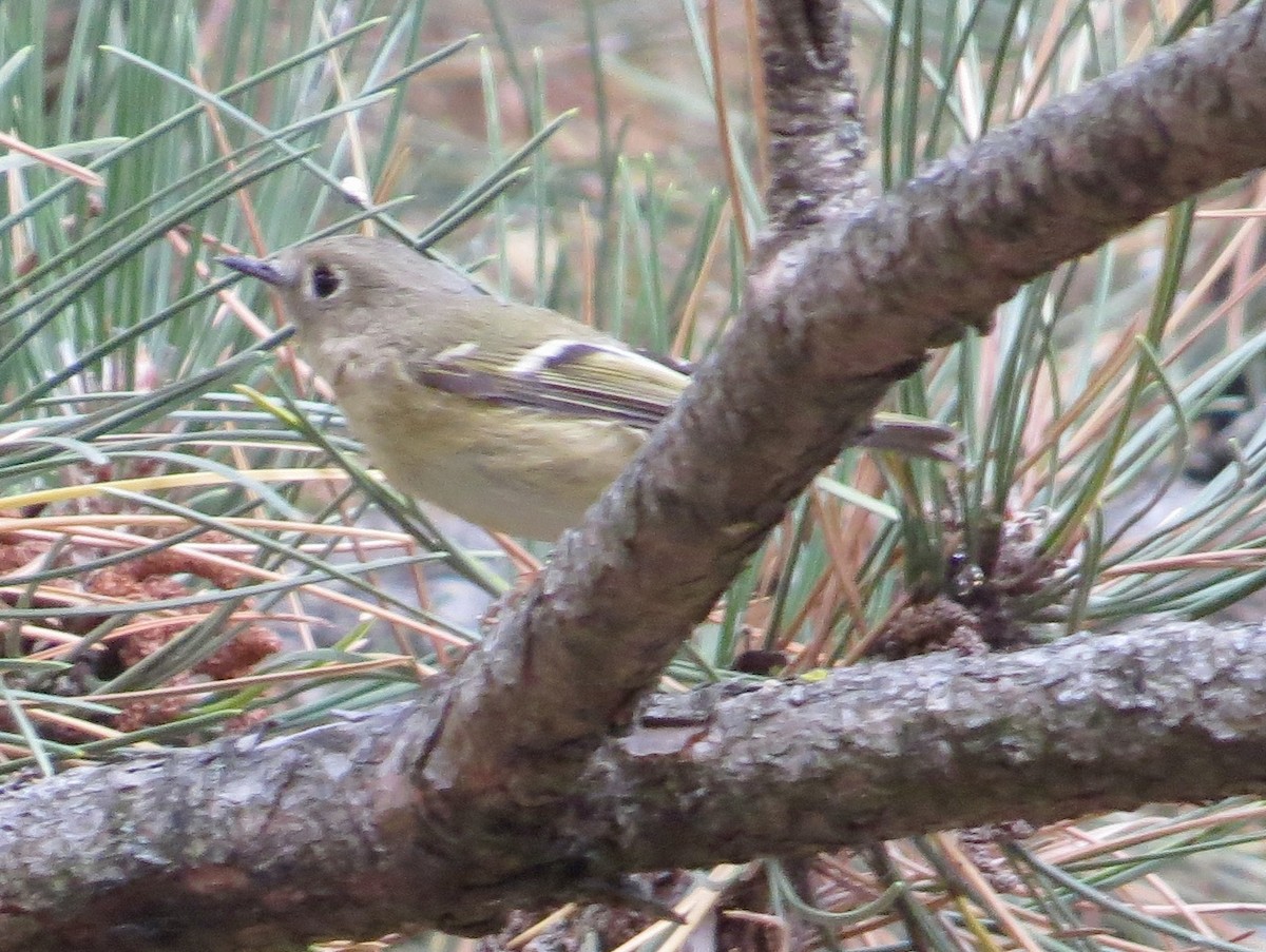 Ruby-crowned Kinglet - ML642114701