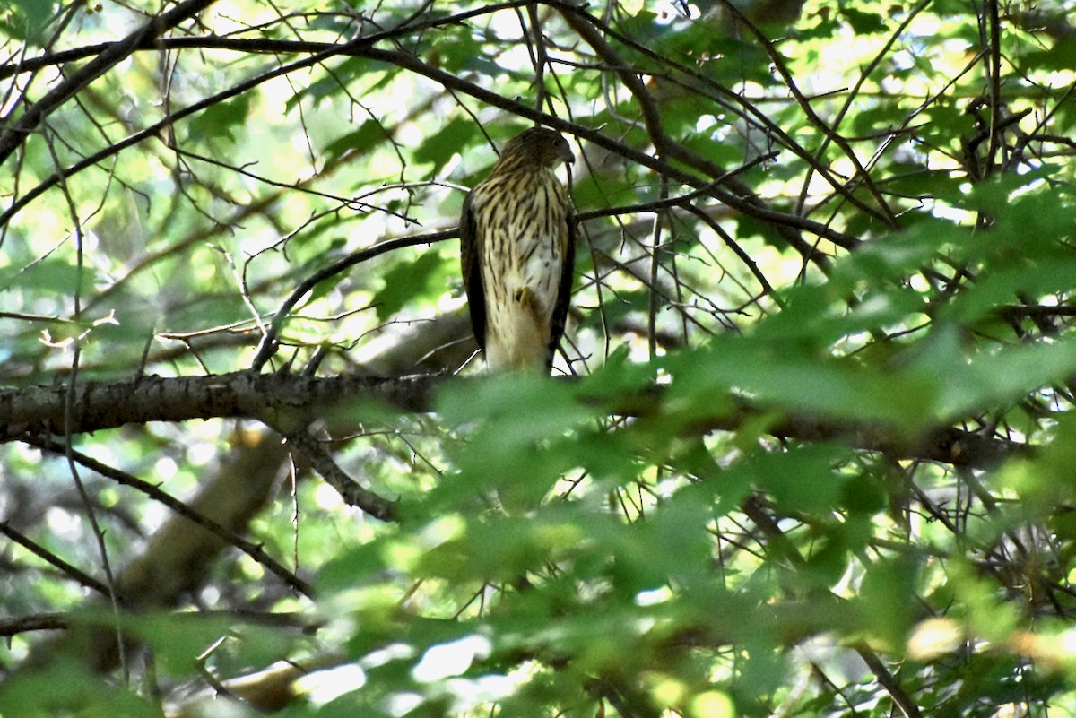 Cooper's Hawk - ML642114703